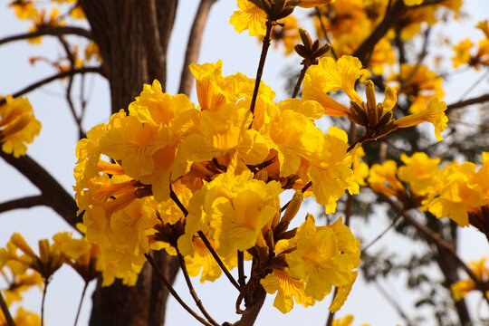 黄花风铃木