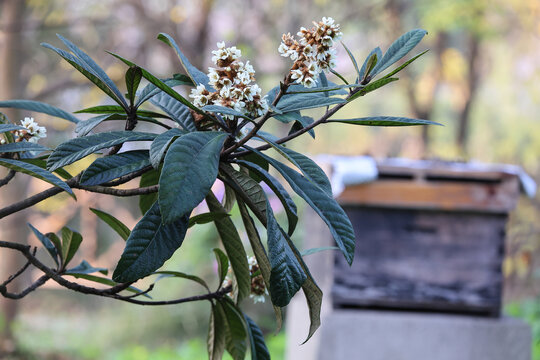 枇杷花