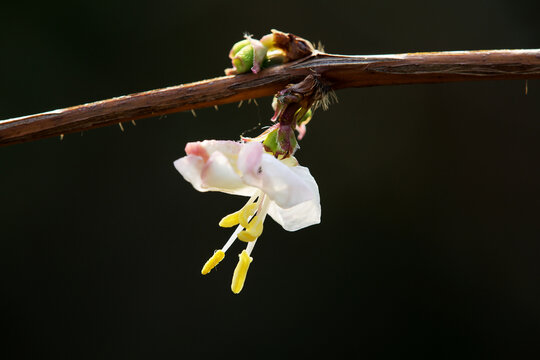 忍冬花