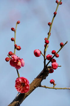 梅花枝