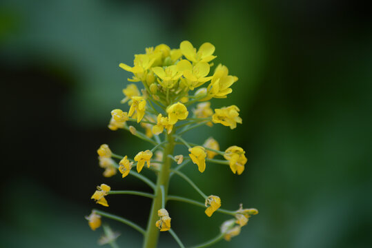 油菜花