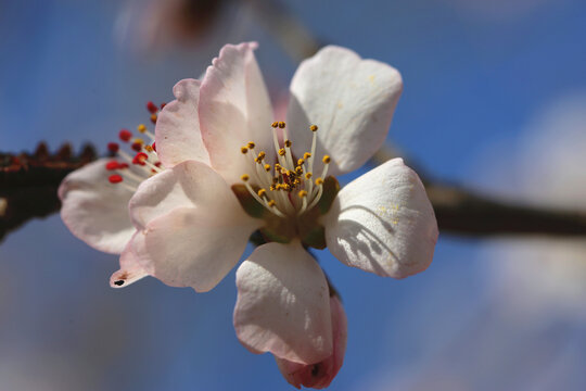 高清桃花大图