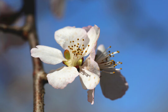 高清桃花大图