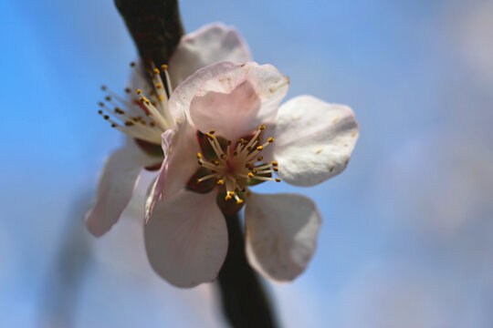 桃花盛开
