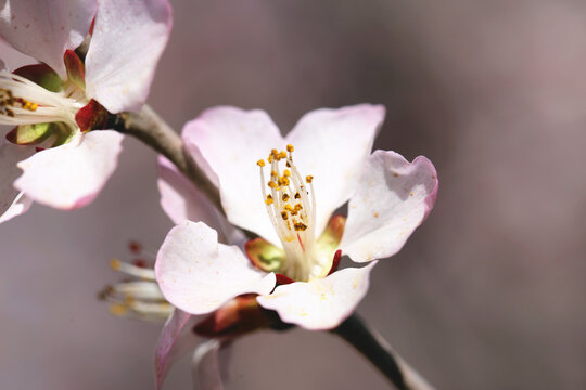 高清桃花大图