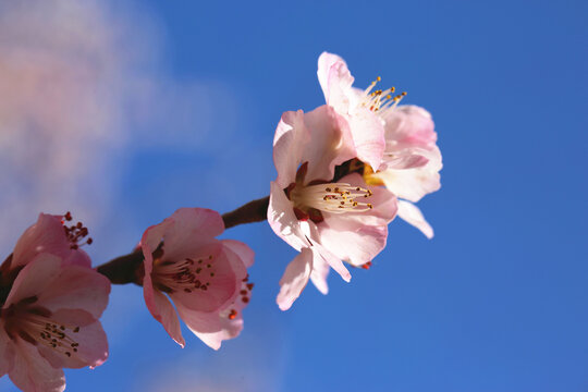 桃花高清大图