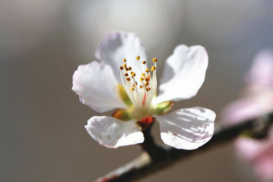 桃花高清大图