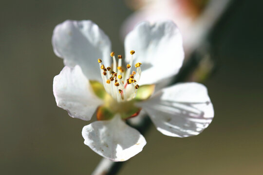 桃花高清大图