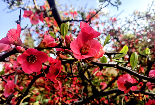 春暖花开