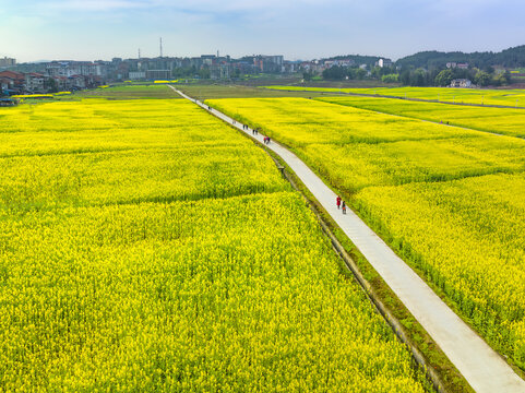 希望的田野