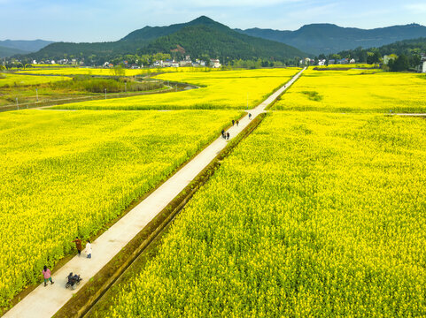 希望的田野