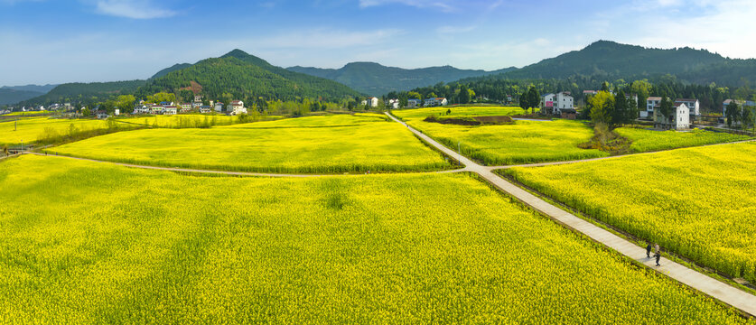 希望的田野