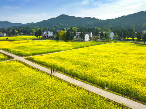 希望的田野