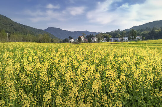 希望的田野