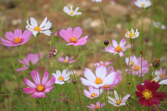 格桑花