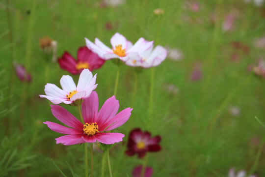 格桑花