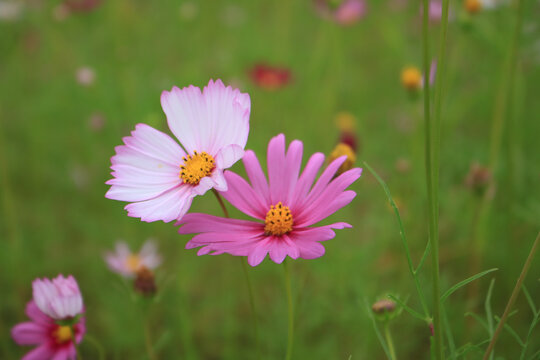 格桑花