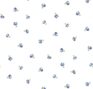 米底小雛菊