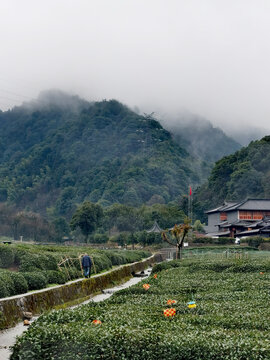 茶田远山薄雾