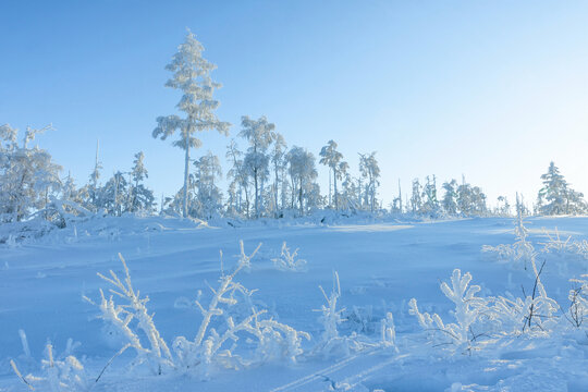 山坡原始森林大雪雾凇