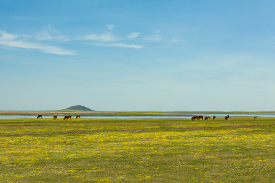 草原牧场牛群春天景色