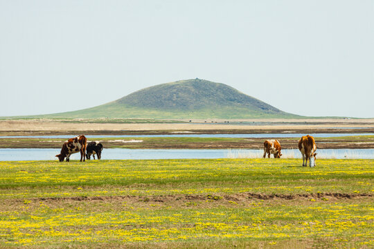 春天草原牧场湿地牛群