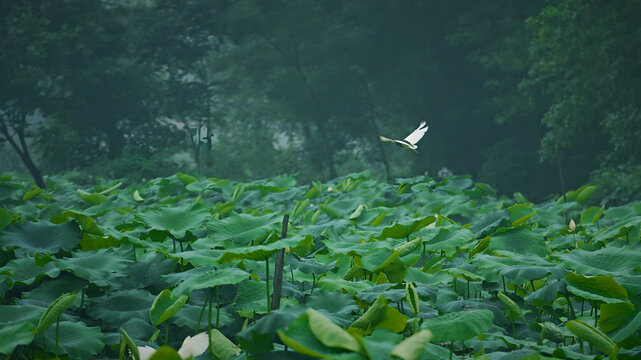 雨天的荷塘