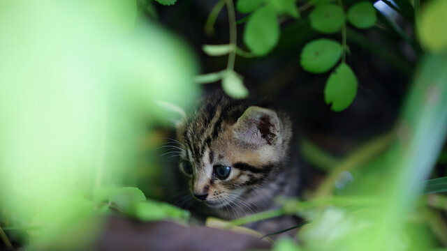 狸花猫