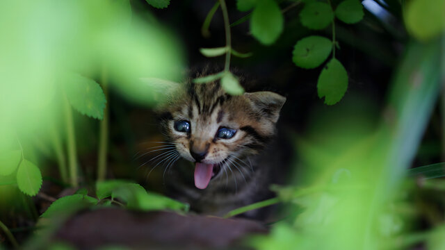 狸花猫