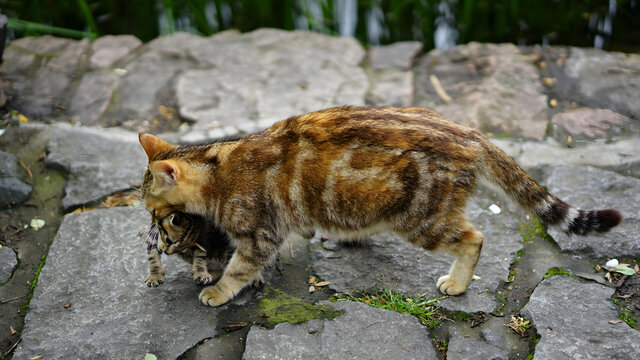 狸花猫