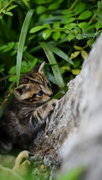 狸花猫