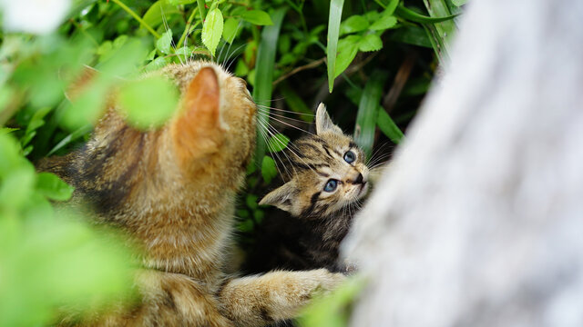 狸花猫