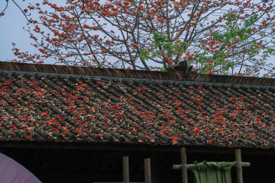 瓦房顶的木棉花