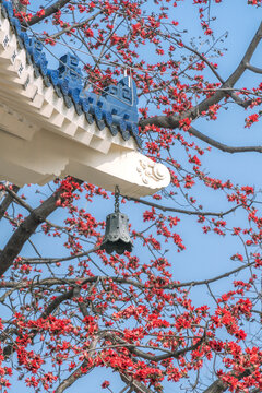 中山纪念堂木棉花