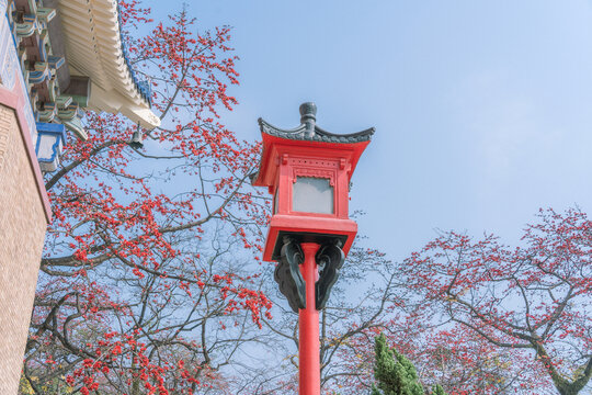 中山纪念堂木棉花