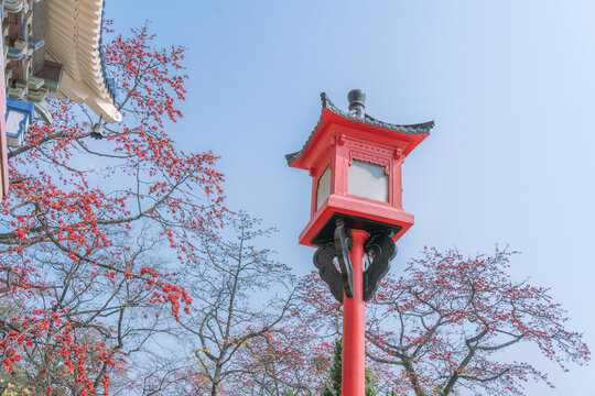 中山纪念堂木棉花