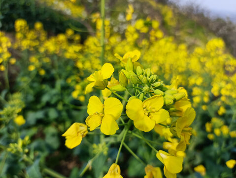 油菜花