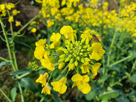 油菜花