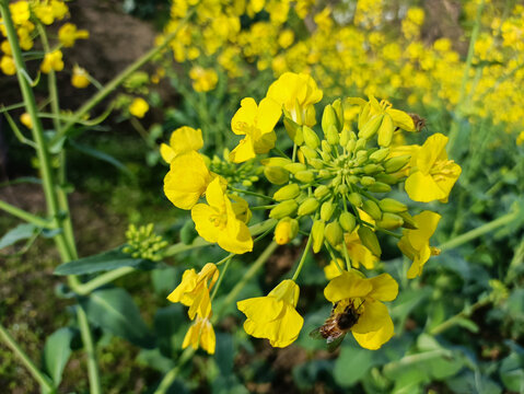 油菜花