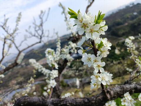 李树