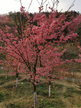 马龙樱花谷