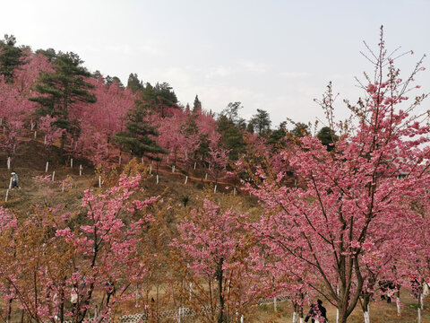 马龙樱花谷