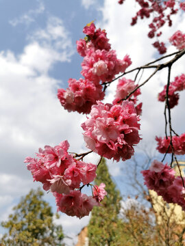 云南樱花特写