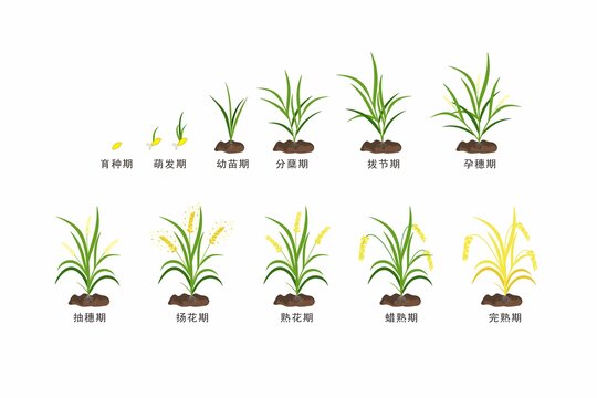 水稻生长周期图