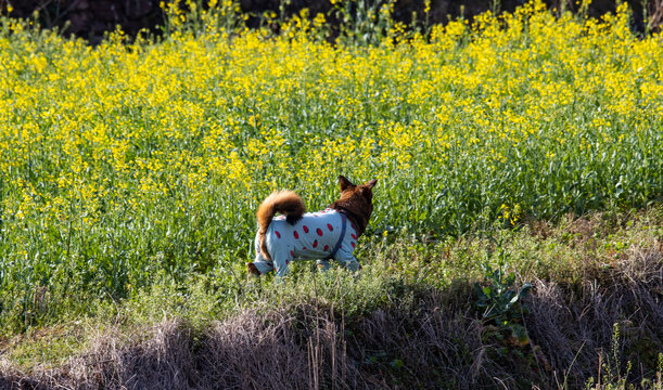 宠物犬衣服