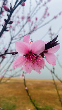 樱花春天鲜花花卉特写