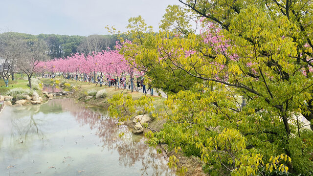 武汉东湖磨山樱花园