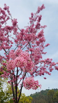 武汉东湖磨山樱花园