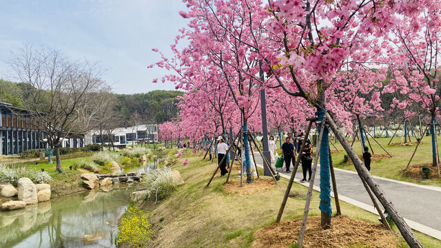 武汉东湖磨山樱花园