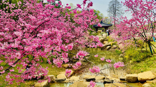 武汉东湖磨山樱花园